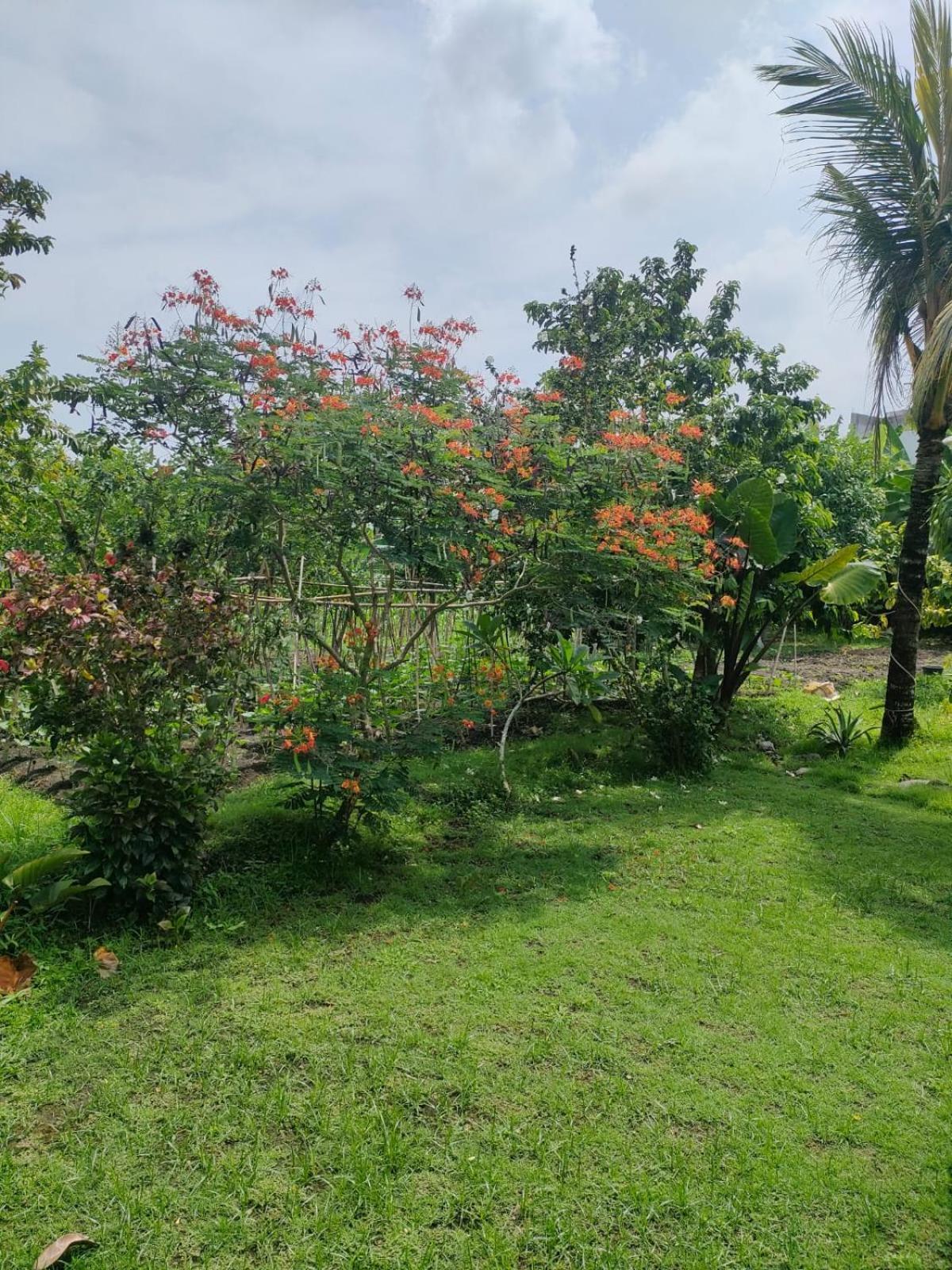 Villa Lotus 8 Canggu Екстериор снимка